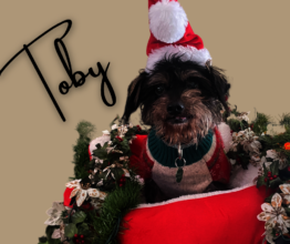 Toby: Ready for his Forever Home