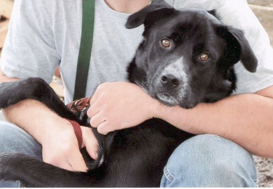 Project POOCH Youth and Dog Bonding