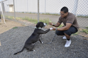 Daniel at Project POOCH