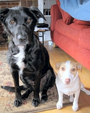 Beans & Jasper