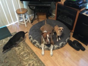 Peanut, Corey and Bentley