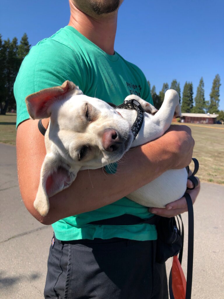 Reports on Change the Lives of Troubled Youth Shelter Dogs