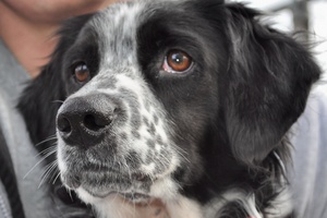 Pickles~most recent Project POOCH dog