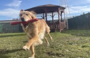 Change the Lives of Troubled Youth & Shelter Dogs
