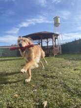 Change the Lives of Troubled Youth & Shelter Dogs