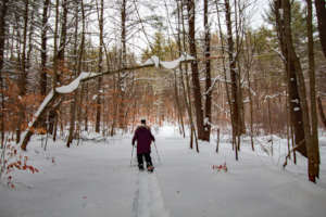 DRNP Cross Country Skier in Fresh Snow