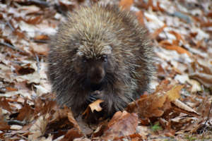 Porcupine at DRNP