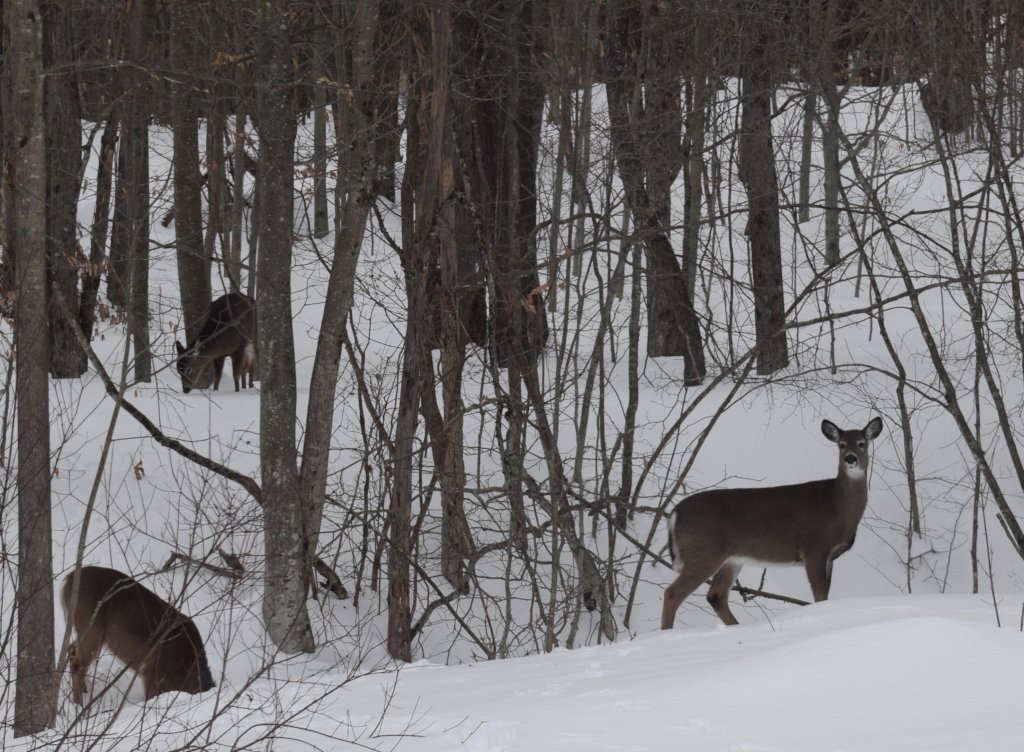 Deer Run Nature Preserve Phase 2