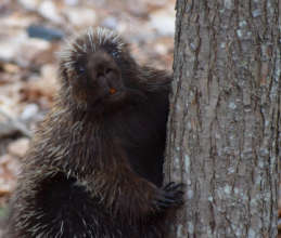 Porcupine