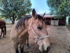 PMU mare Trigger