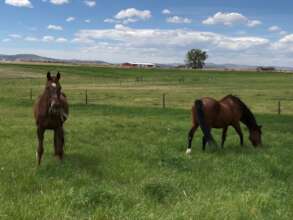Cisco and Sven grazing