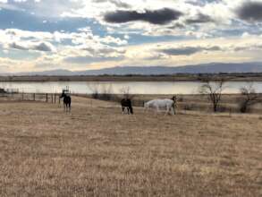 Our schoolmasters enjoying the pasture