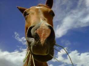 Softest muzzle ever