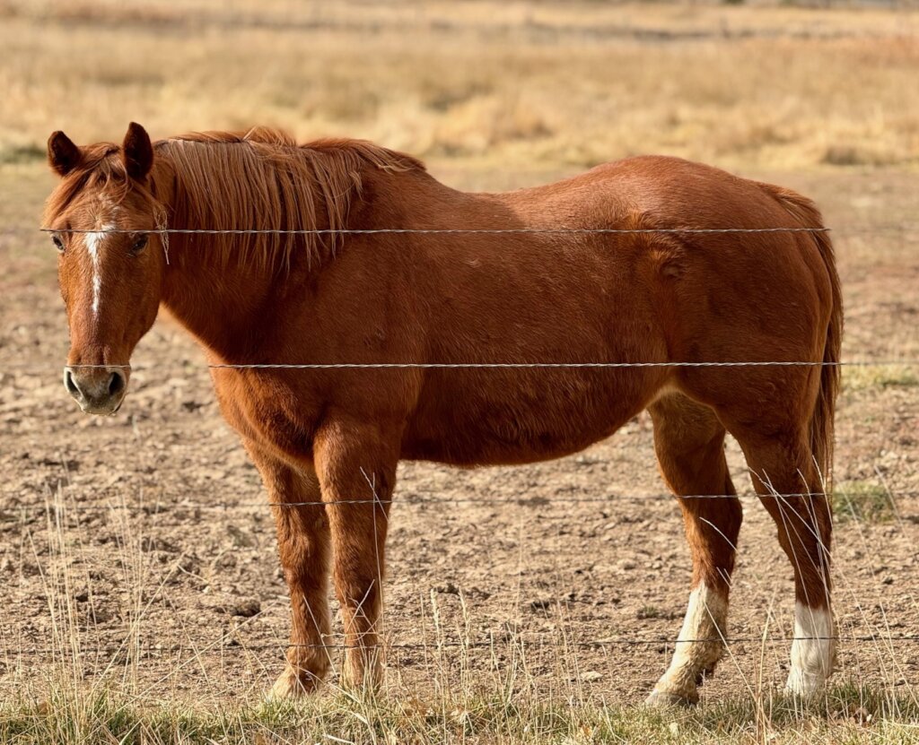 Mouse out to pasture in her new digs.