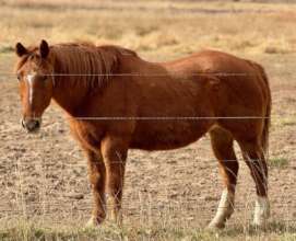 Mouse out to pasture in her new digs.