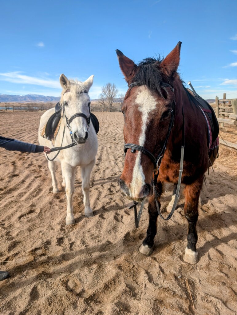 Sven and Sprite