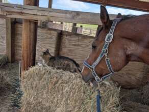Sven and Roscoe