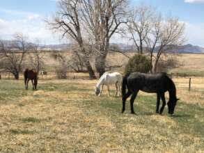 Rajah grazing with the other seniors.