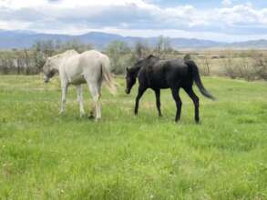 Rajah w/The Queen out to pasture