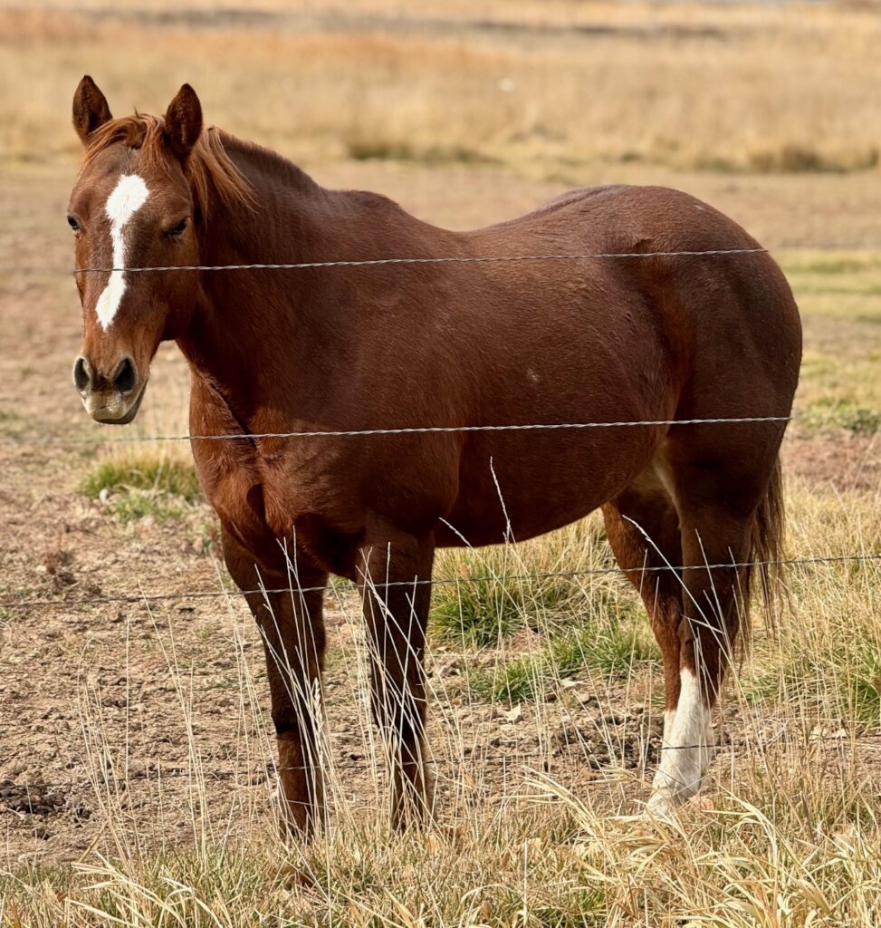 Sake out to pasture with his Mom