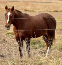 Sake out to pasture with his Mom