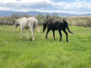 Rajah and The Queen enjoying summer pasture
