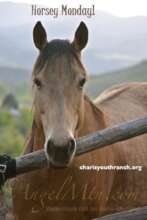 Inquisitive Trigger