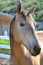Beautiful Trigger, Photo Credit: Angel Mtn Media