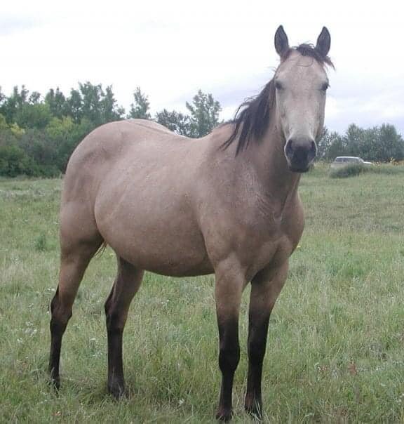 Trigger at 2 years old in Winnipeg