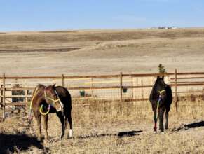 Happy Horses In Their New Duds