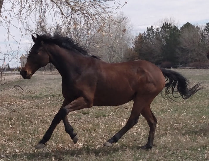 Broken Horses Healing Broken Kids in Colorado