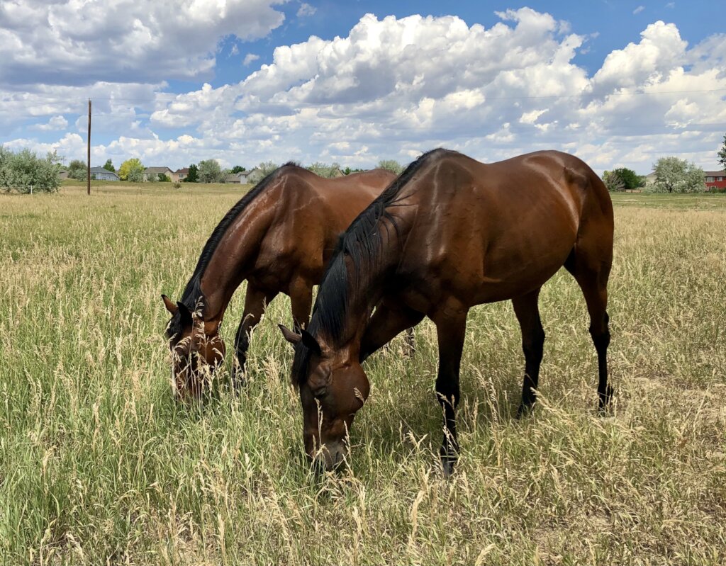Rescues Revenant and Sven grazing together