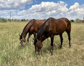 Rescues Revenant and Sven grazing together