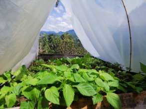 The vegetables grow in the family garden