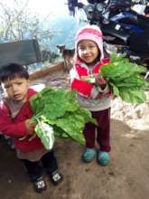 Harvest vegetables from the family garden