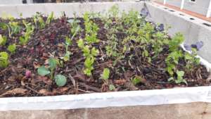 Lettuce, onion, radish, celery, local herbs
