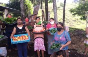 Grow vegetable gardens for 250 Guatemalan families