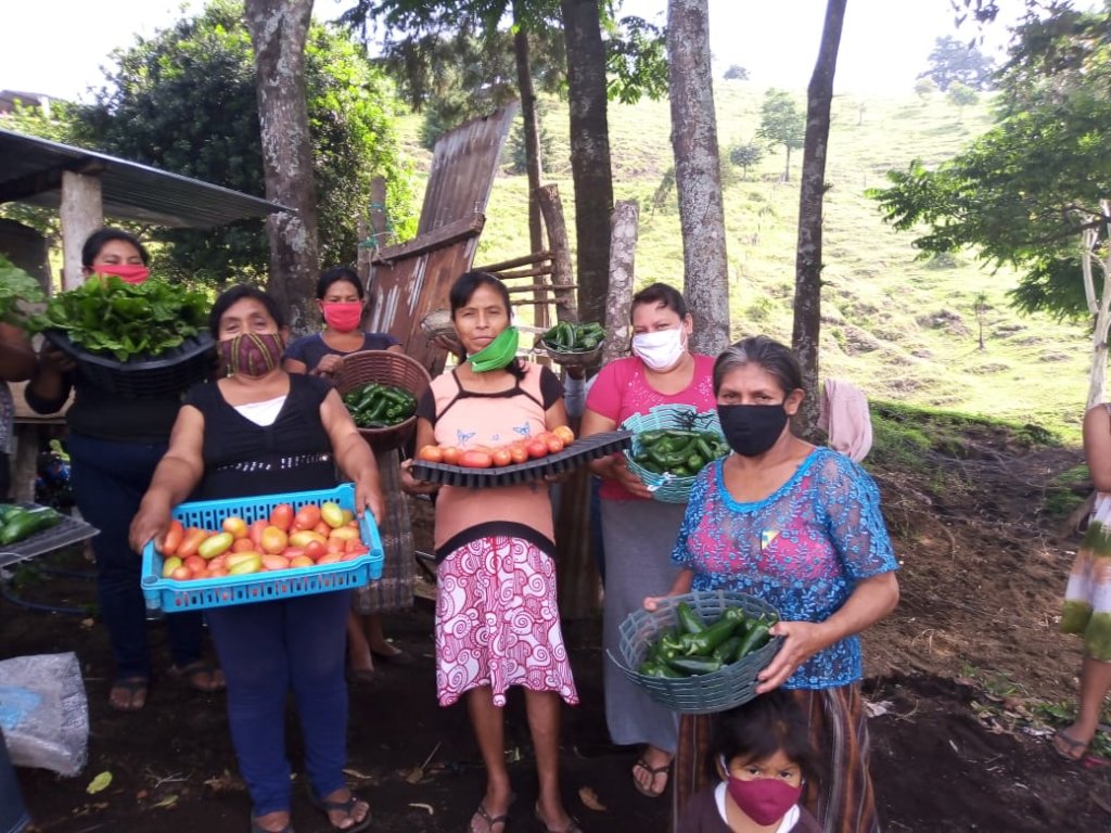 Grow vegetable gardens for 250 Guatemalan families