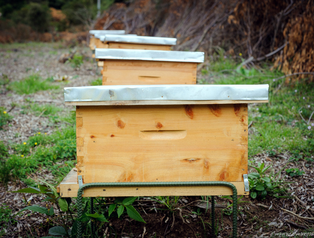120M Bees Live & 10 Colombian Rural Youth Thrive