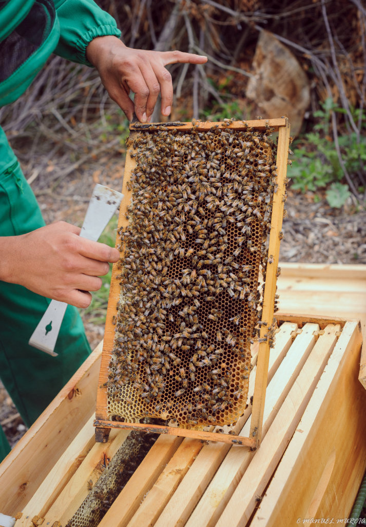 120M Bees Live & 10 Colombian Rural Youth Thrive