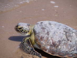 A green turtle returning to sea