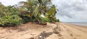 Plastic pollution of sea turtle nesting beach
