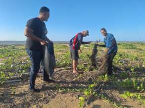 Removing a net from the nesting beach