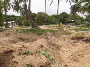 Several sea turtle nests with plastic around