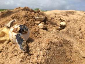 Helping sea turtles make it to the water