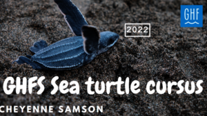 It is here, the sea turtle course!