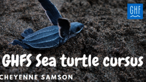Preparing for the virtual course on sea turtles