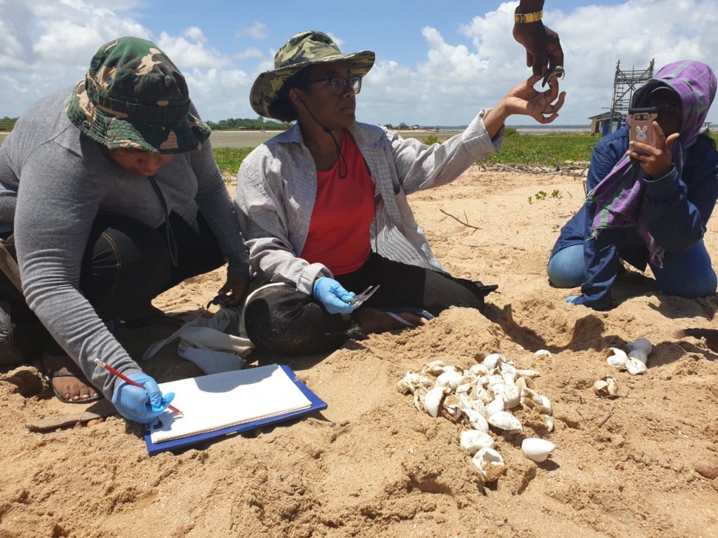Turtle heroes: Protecting Sea Turtles in Suriname