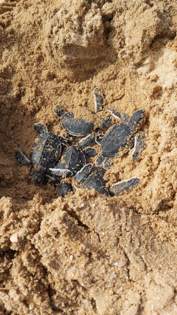 Turtle heroes: Protecting Sea Turtles in Suriname
