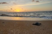 Turtle heroes: Protecting Sea Turtles in Suriname